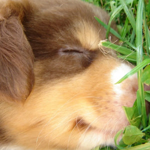 Australian Shepherd-puppy's - kleine ontdekkingsreizigers met veel hart 