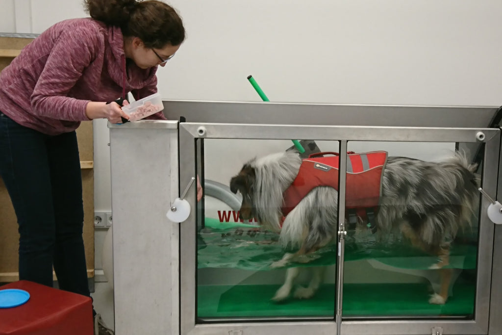 Eine Möglichkeit der Physiotherapie für Hunde ist das Unterwasserlaufband