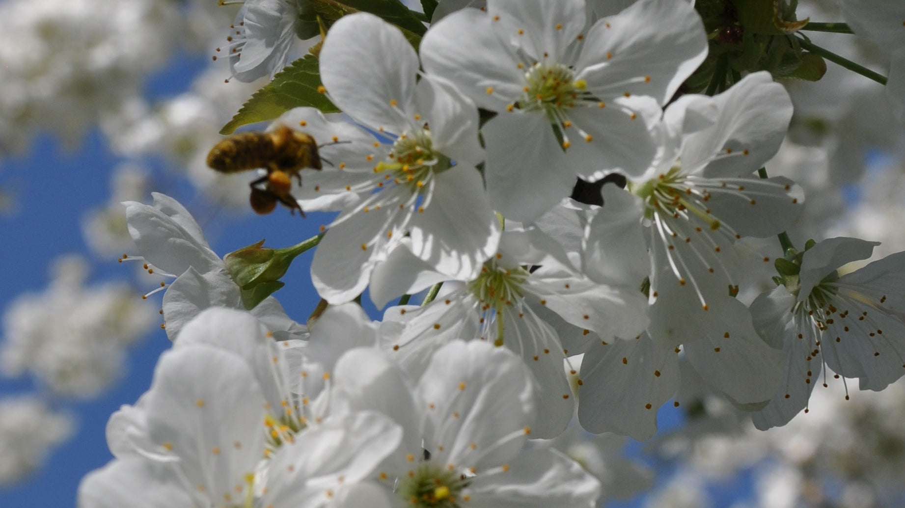 Honigbiene fliegt Kirschblüte an