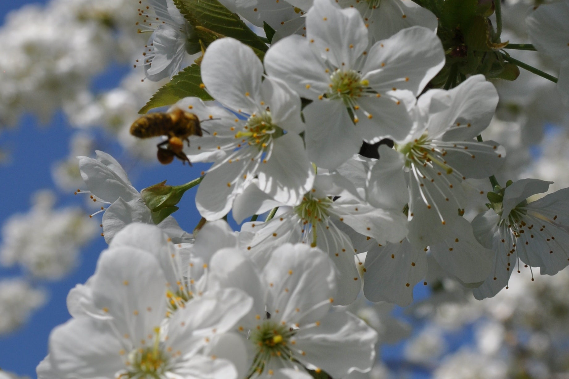 Honigbiene fliegt Kirschblüte an