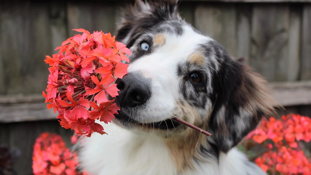 Giftige Pflanzen für Hunde – Wie kann ich meinen Hund schützen?