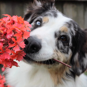 Giftige planten voor honden – Hoe kan ik mijn hond beschermen?