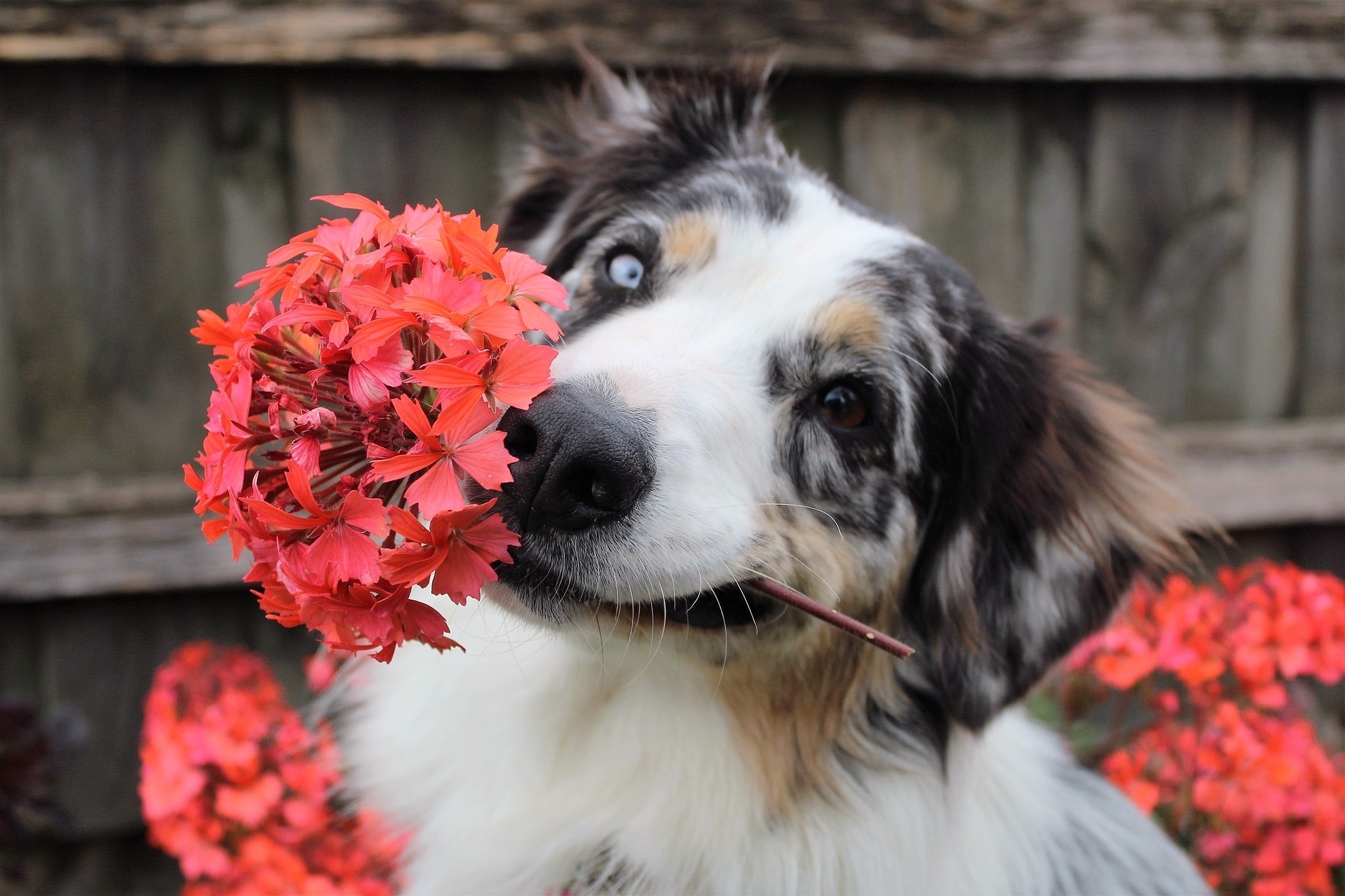 Welche Pflanzen sind für Hunde giftig