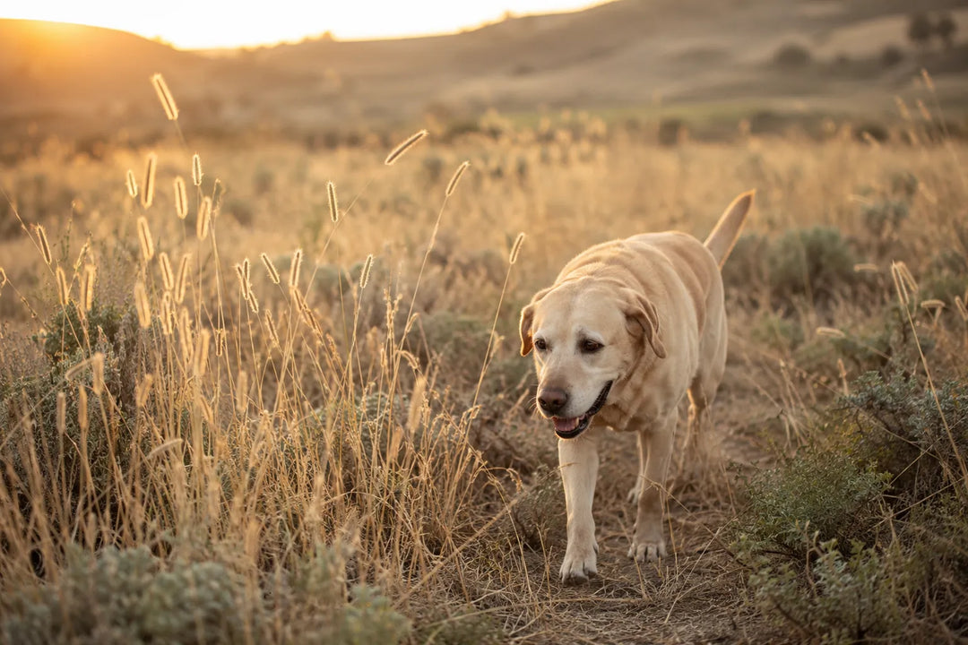 Grannen beim Hund — erkennen, vorbeugen, im Notfall richtig handeln