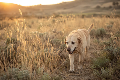 Grannen beim Hund — erkennen, vorbeugen, im Notfall richtig handeln