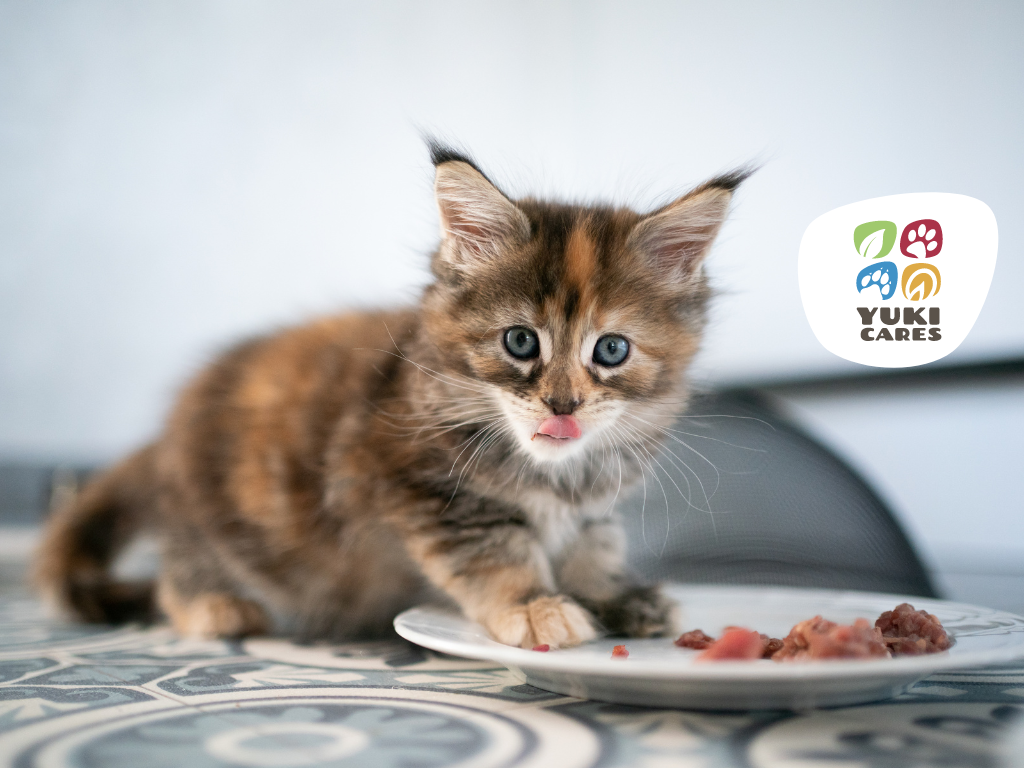 Taurin für die Katze