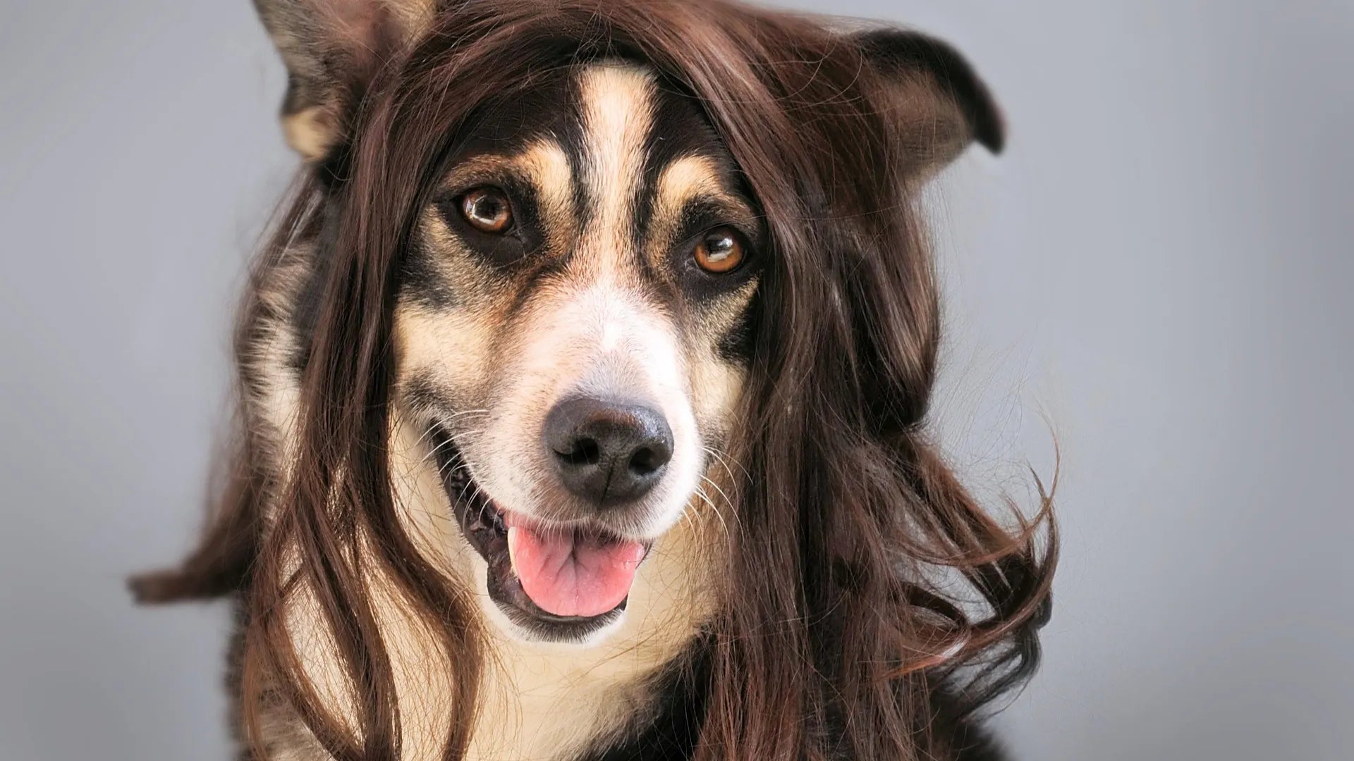 Mein Hund haart extrem – Ursachen und Gegenmaßnahmen