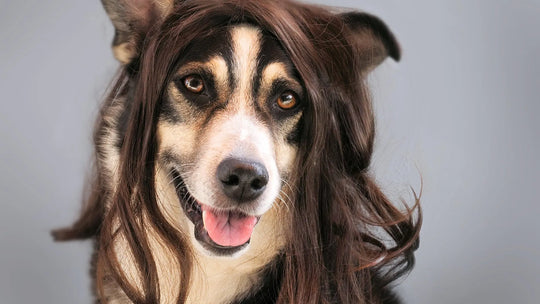Mein Hund haart extrem – Ursachen und Gegenmaßnahmen