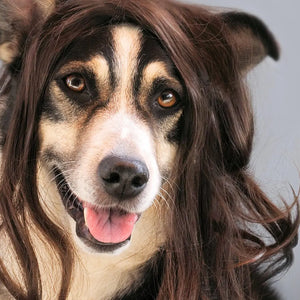 Mijn hond verhaart veel – oorzaken en tegenmaatregelen