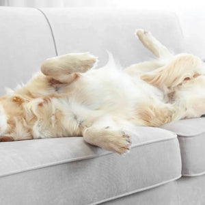 Stress beim Hund erkennen und abbauen