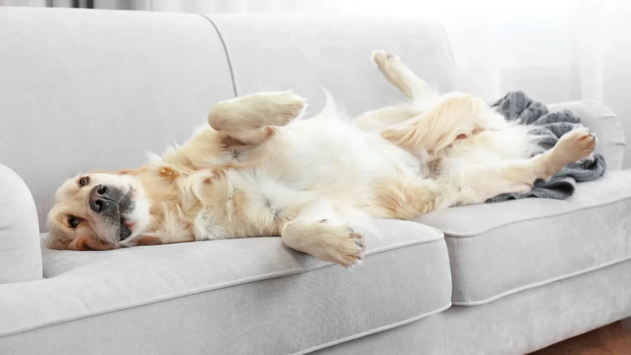 Stress beim Hund erkennen und abbauen