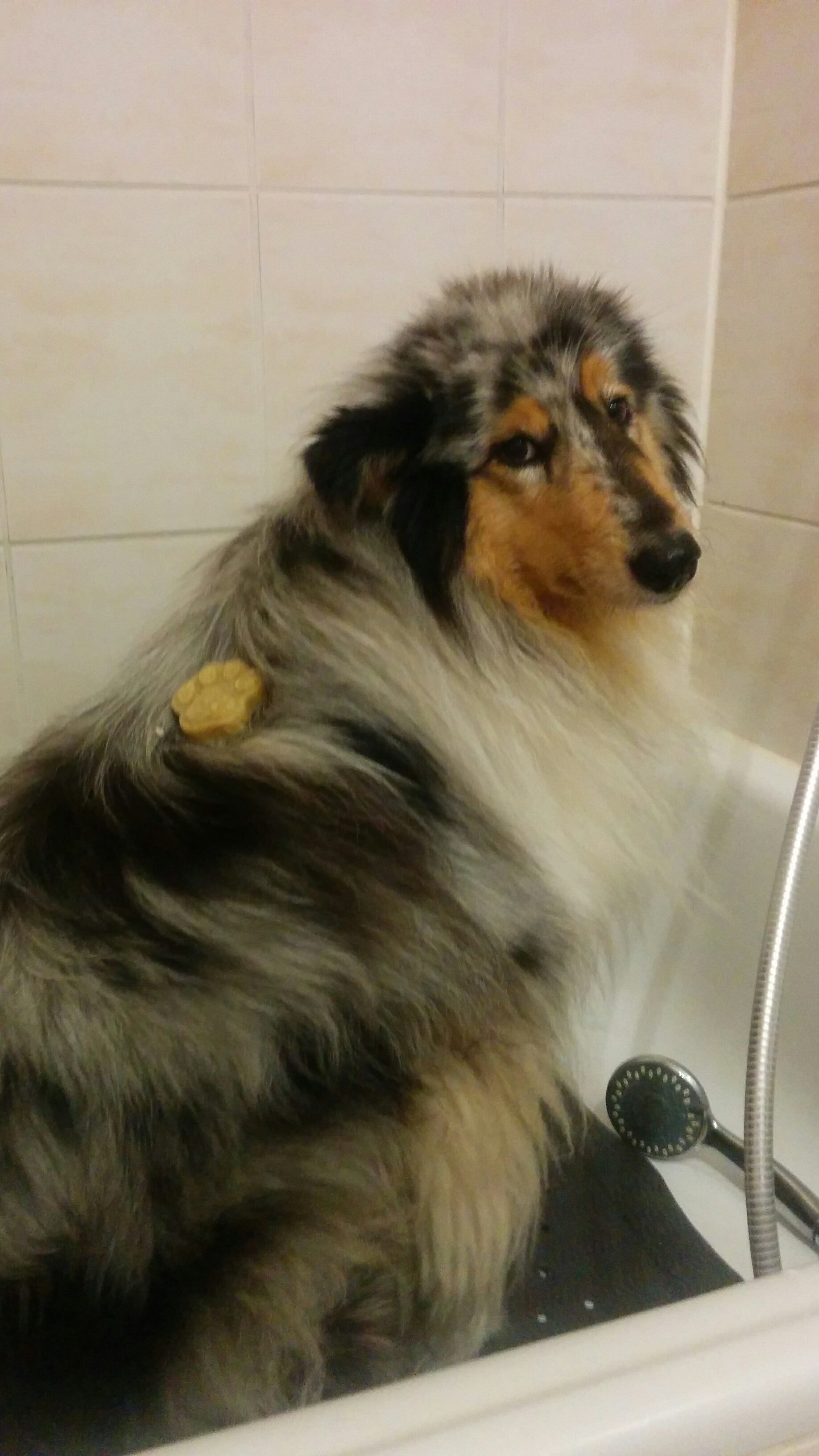 Yuki mit einem Stück Fellseife in der Dusche - sie schaut nicht begeistert aus der Wäsche.