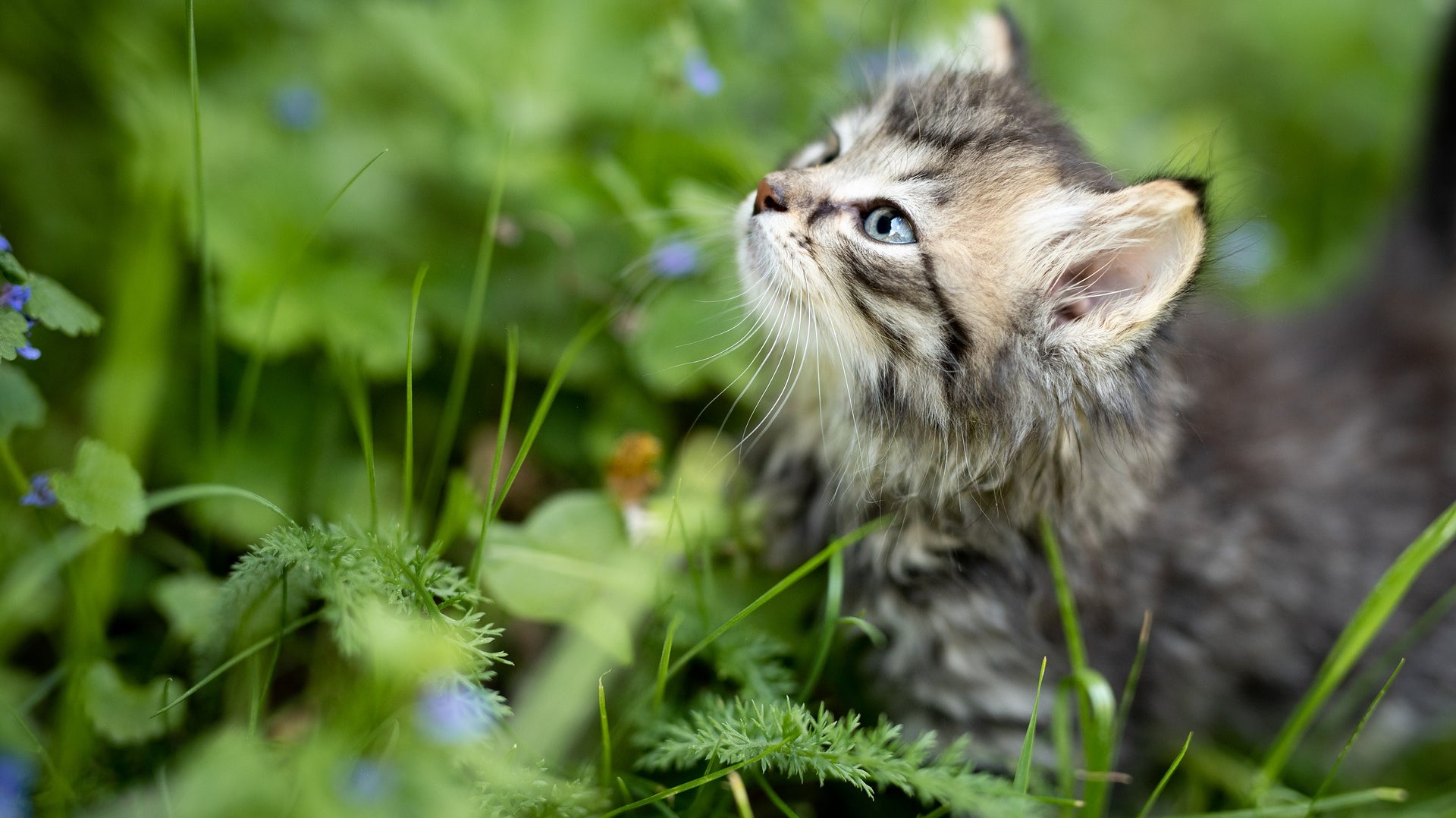 Grasmilben stiche sorgen für quälenden Juckreiz bei Hunden und Katzen