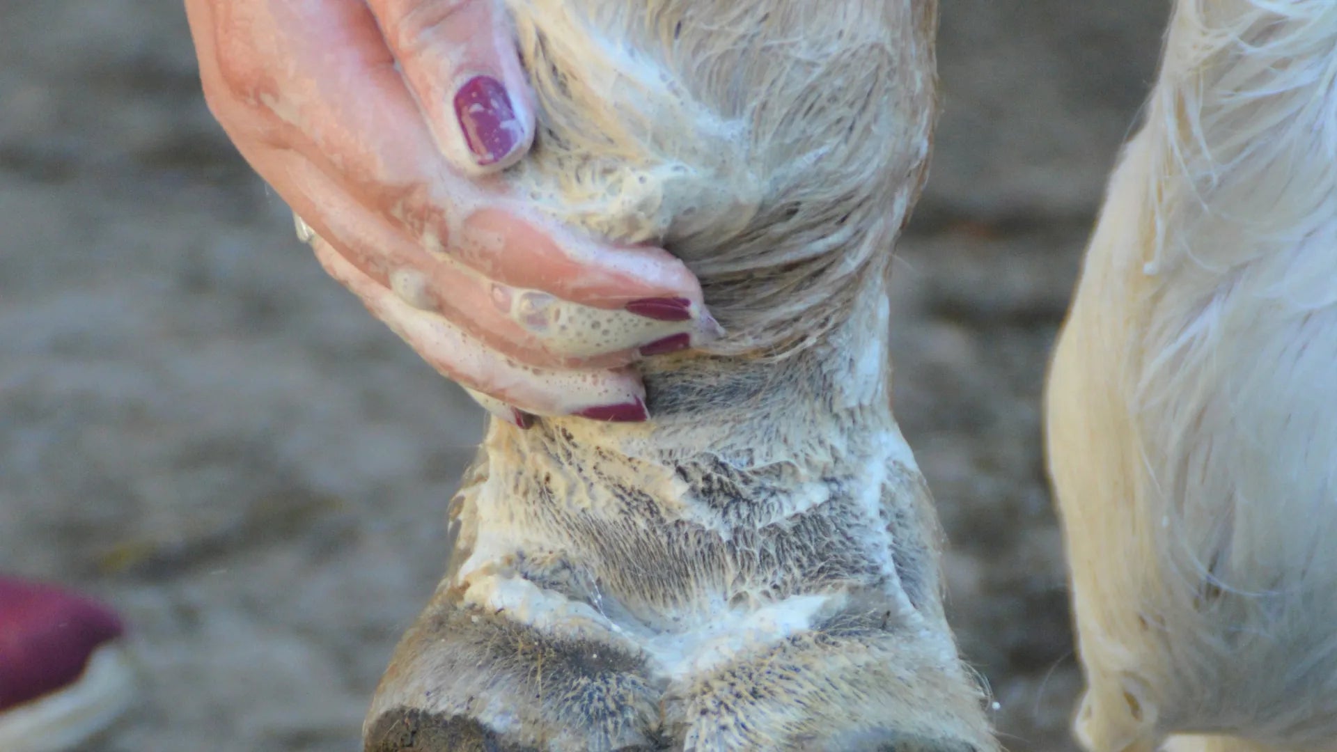 Was ist Mauke und wie werden wir sie wieder los?