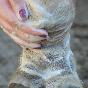 Was ist Mauke und wie werden wir sie wieder los?