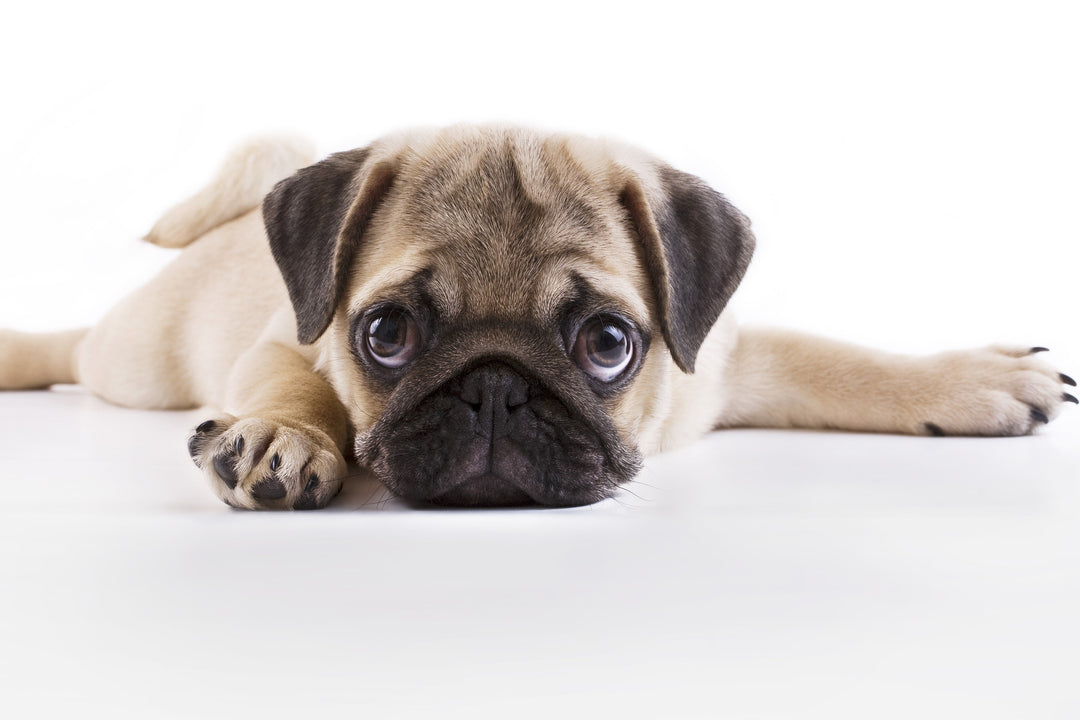 Mops mit Nase