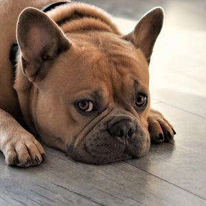 Hond kauwt op poten – Waarom, wat kan ik doen?