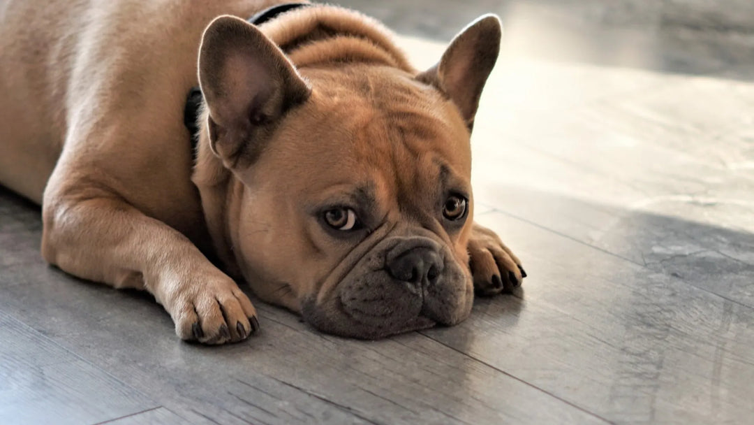 Hund knabbert an Pfoten – Warum, was kann ich tun?