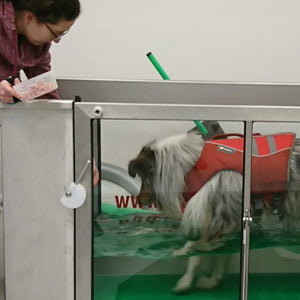 Wie hilfreich ist die Physiotherapie für Hunde?