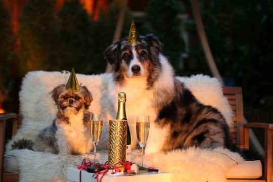 Mein Hund hat Panik an Silvester - Was tun?