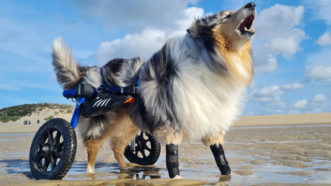 Eine Woche am Meer – Yukis Abenteuer an der Nordsee