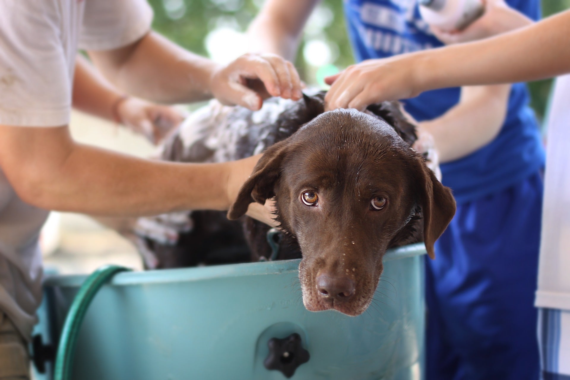 Hund baden - wie oft?
