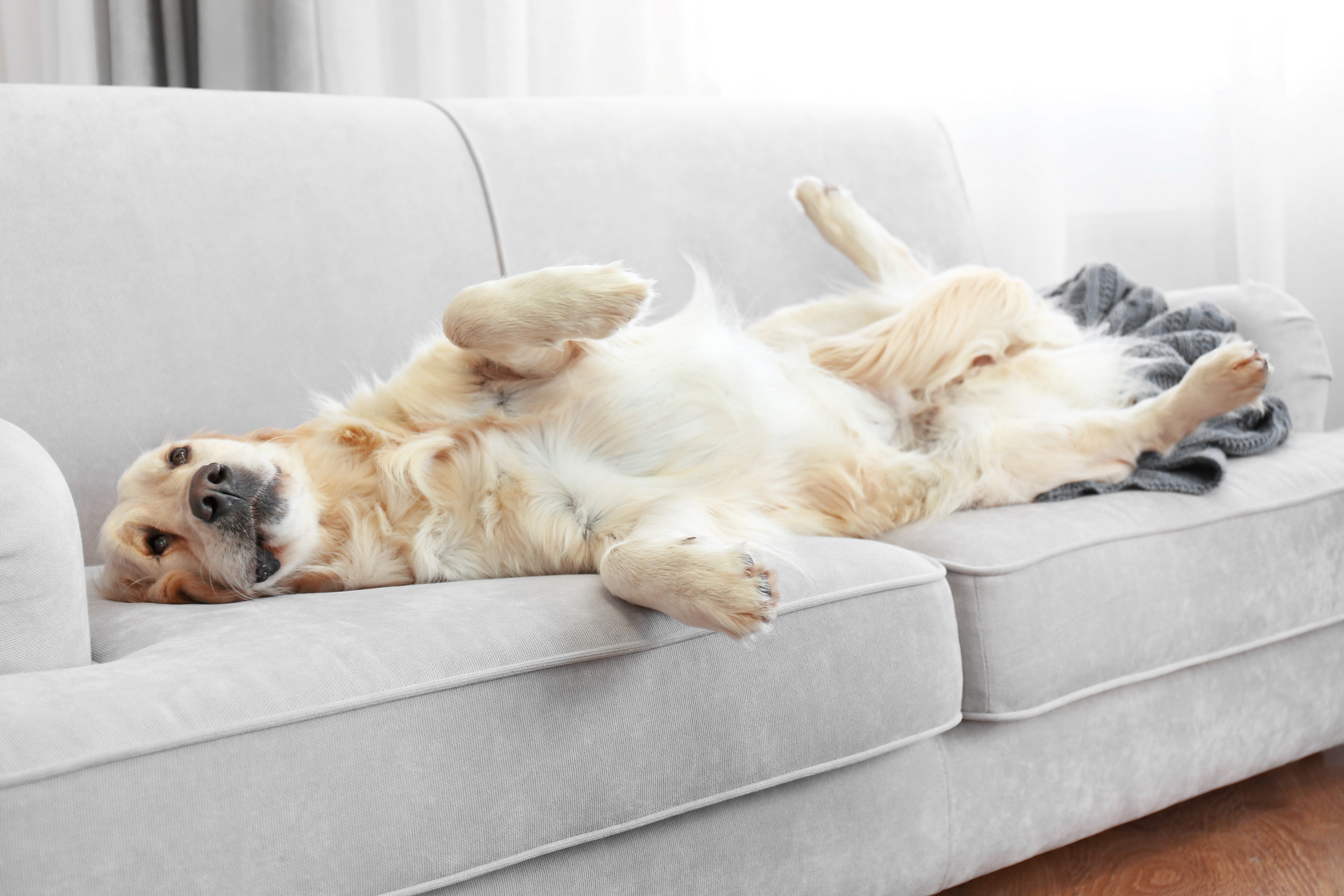 Stress beim Hund abbauen