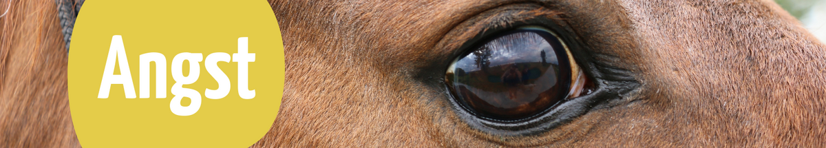 Produkte für ängstliche Pferde – natürlich pfotengemacht GmbH