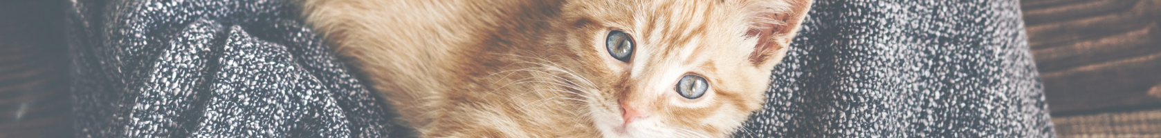 Darmprodukte für Katzen