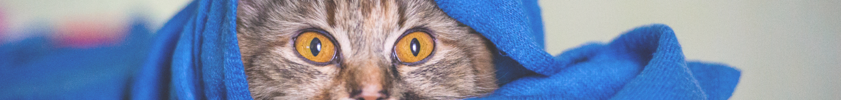 Produkte für Verdauungsförderung für Katzen