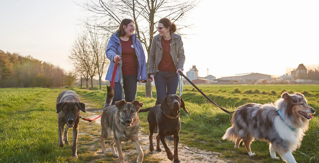Zwei Frauen spazieren bei Sonnenuntergang auf einem Feldweg und führen vier Hunde an Leinen aus.
