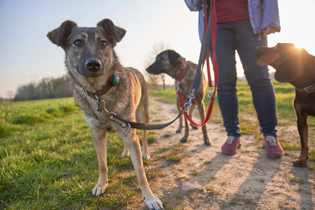 Drei Hunde an Leinen spazieren mit einer Person auf einem Feldweg bei Sonnenuntergang.