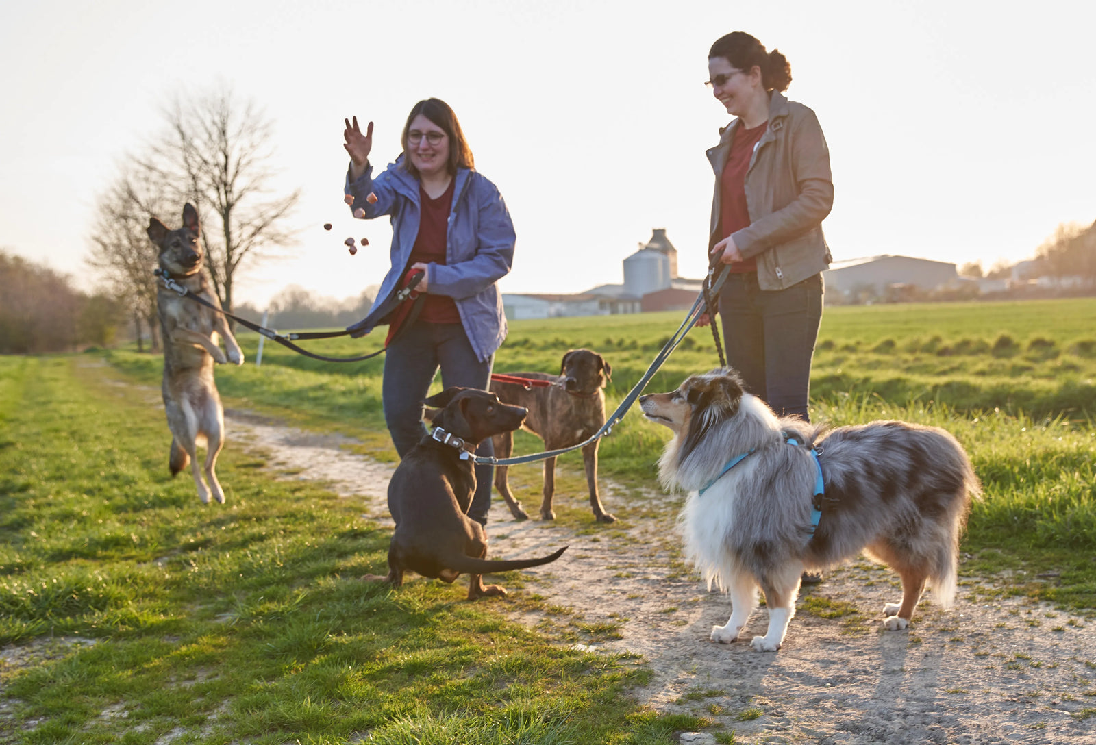 Zwei Frauen spazieren mit vier Hunden im Park, während eine von ihnen Leckerlis wirft und die Hunde aufmerksam sind.