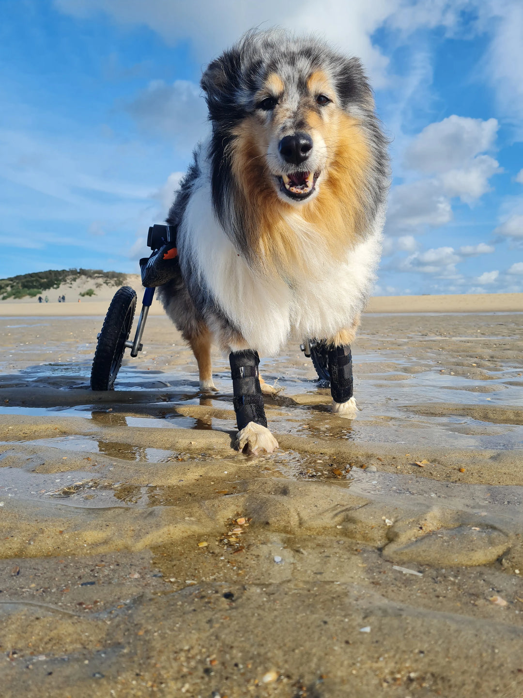 Ein fröhlicher Hund (Collie, blue-merle Färbung, Yuki) mit Rollstuhl erkundet bei sonnigem Wetter den Sandstrand.