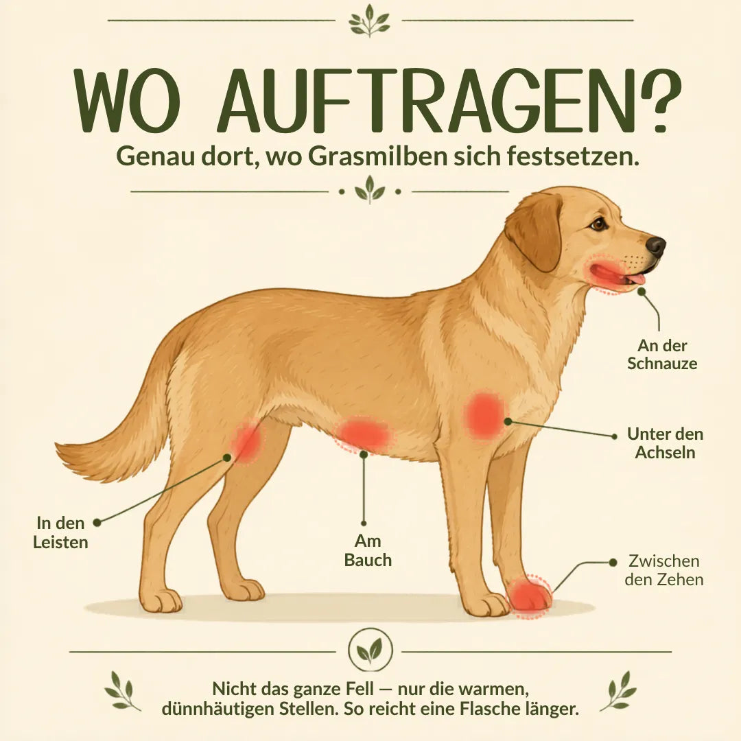 Illustration eines Hundes mit Markierungen, wo Grasmilben behandelt werden sollten. |