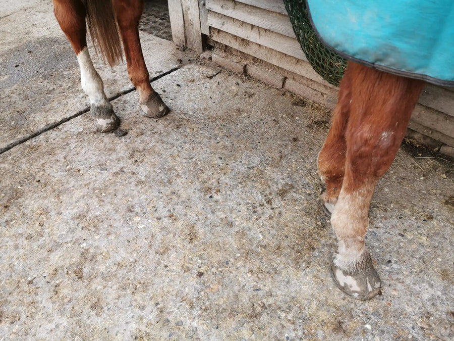 Pferdebeine stehen in einer Stallgasse