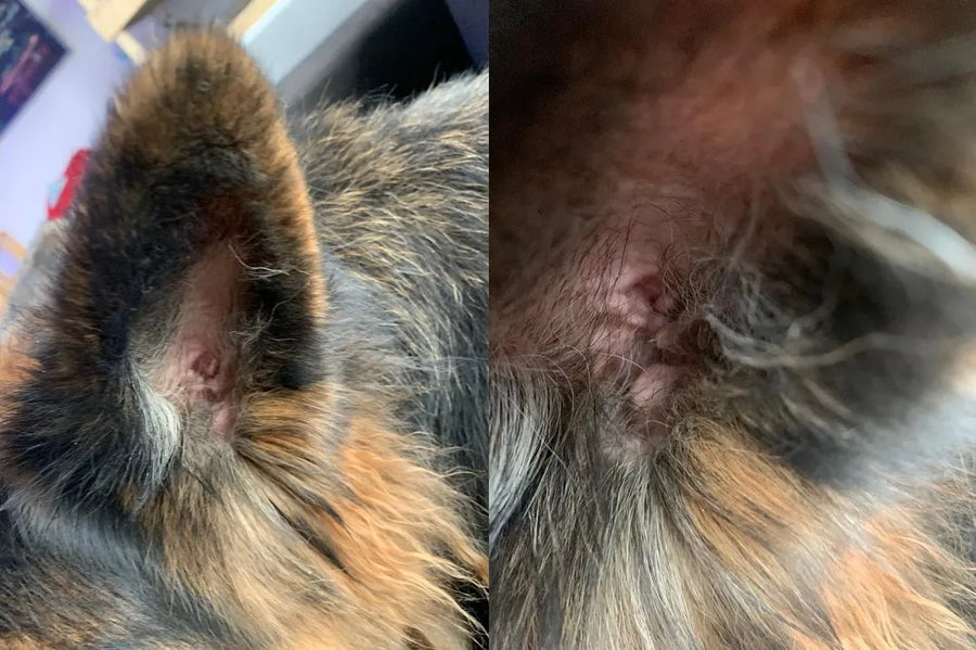 Blick in Ohrmuscheln von Hunden, eine ist gerötet, die andere sieht normal blass aus