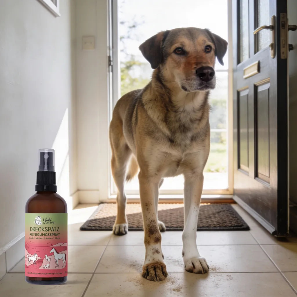 Ein Hund mit schmutzigen Pfoten steht neben einem Reinigungsspray in einem sonnigen Eingangsbereich.