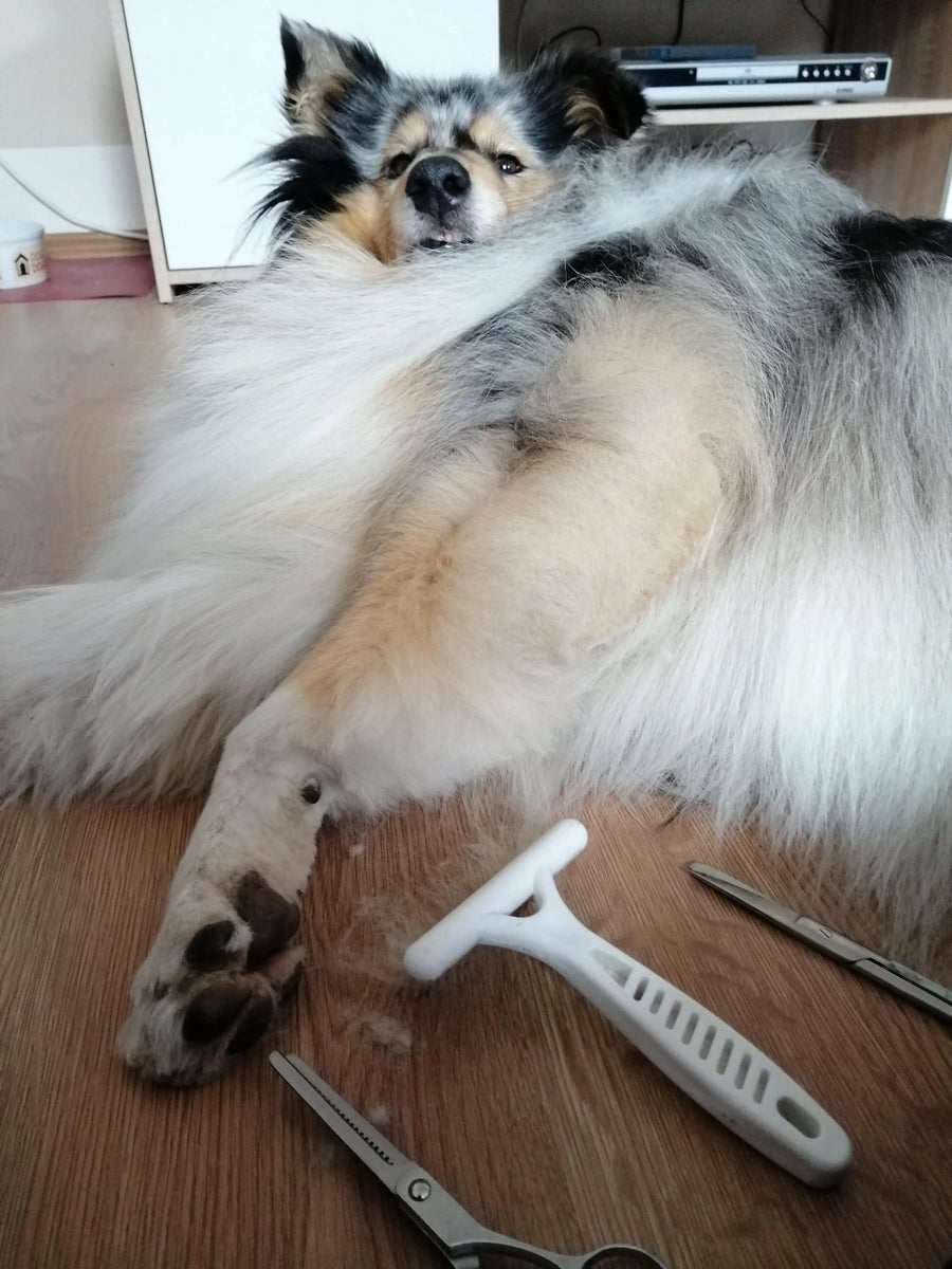 Yuki von Yuki cares, britischer Langhaarcolle, liegt auf dem Wohnzimmerboden und wird gekämmt. Sie schaut dabei entspannt in die Kamera