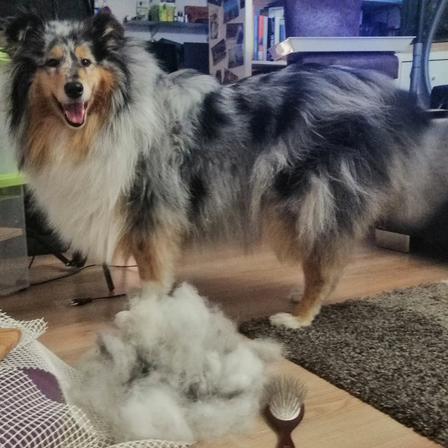 Yuki steht stolz nach dem Auskämmen im Wohnzimmer und strahlt in die Kamera, vor sich ein dicker Fellhaufen von herausgekämmten Fell