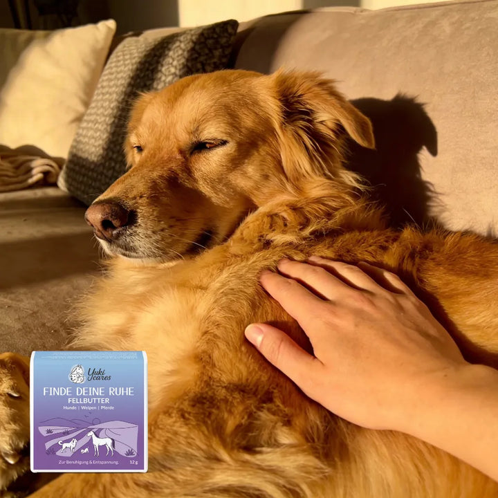 Ein Hund liegt entspannt auf dem Sofa, während eine Hand sanft sein Fell streichelt, neben einer Packung Fellbutter.