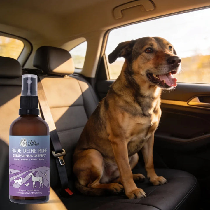 Ein Hund sitzt entspannt auf der Rückbank eines Autos neben einem Entspannungsspray für Tiere.