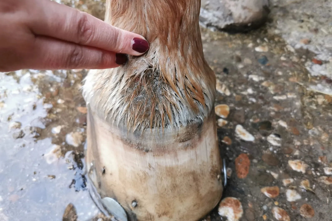 Eine Hand mit rotem Nagellack berührt sanft das nasse Fell eines Pferdehufs auf einem steinigen Boden.