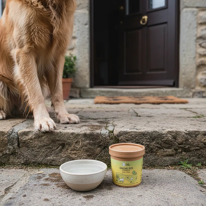 Ein Hund sitzt vor einer Haustür neben einem Napf und einem Behälter mit Grasmilbenpulver auf Steinstufen.