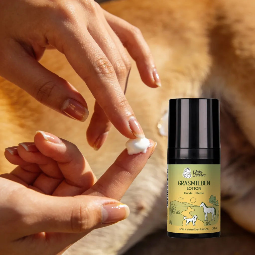 Eine Person trägt Grasmilben-Lotion auf den Finger auf, um sie auf einen Hund aufzutragen.