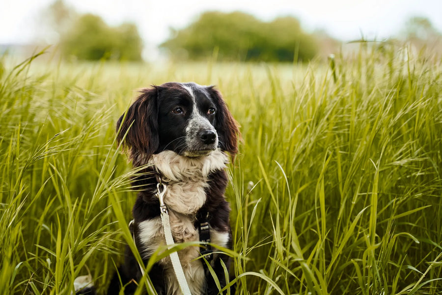 Jagdthund sitzt im hohen Gras