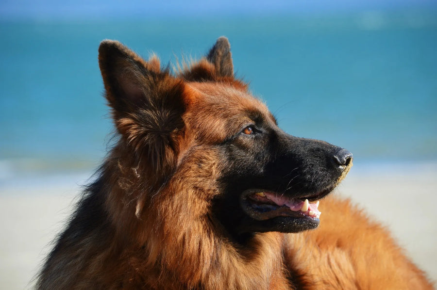 Brauner Hund am Strand der in die Sonne schaut