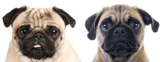 Vergleich zwischen einem alten und einem neu gezüchteten Mops. Der linke Mops hat keine Nase, die Zunge ist zu lang und hängt raus und die Augen quellen stark hervor. Die Ohren sind auch etwas kürzer.