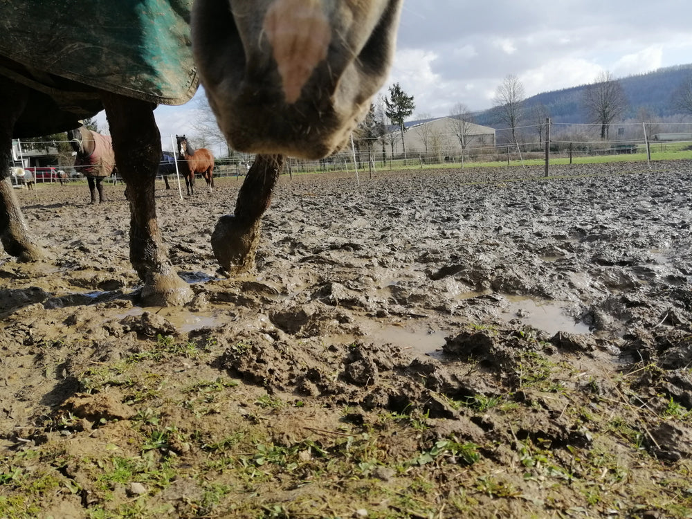 Braunes Pferd auf matschiger Weide – feuchter Untergrund begünstigt Mauke beim Pferd