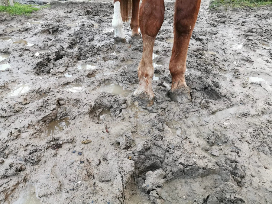dicke Schlammschlacht auf einer Weide, mittendrin steht ein Pferd, es sind nur die schlammigen Beine auf dem Foto. Die Hufe sinken tief im Schlamm ein.